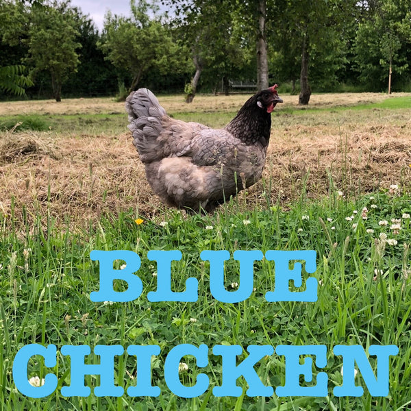 Blue Chicken